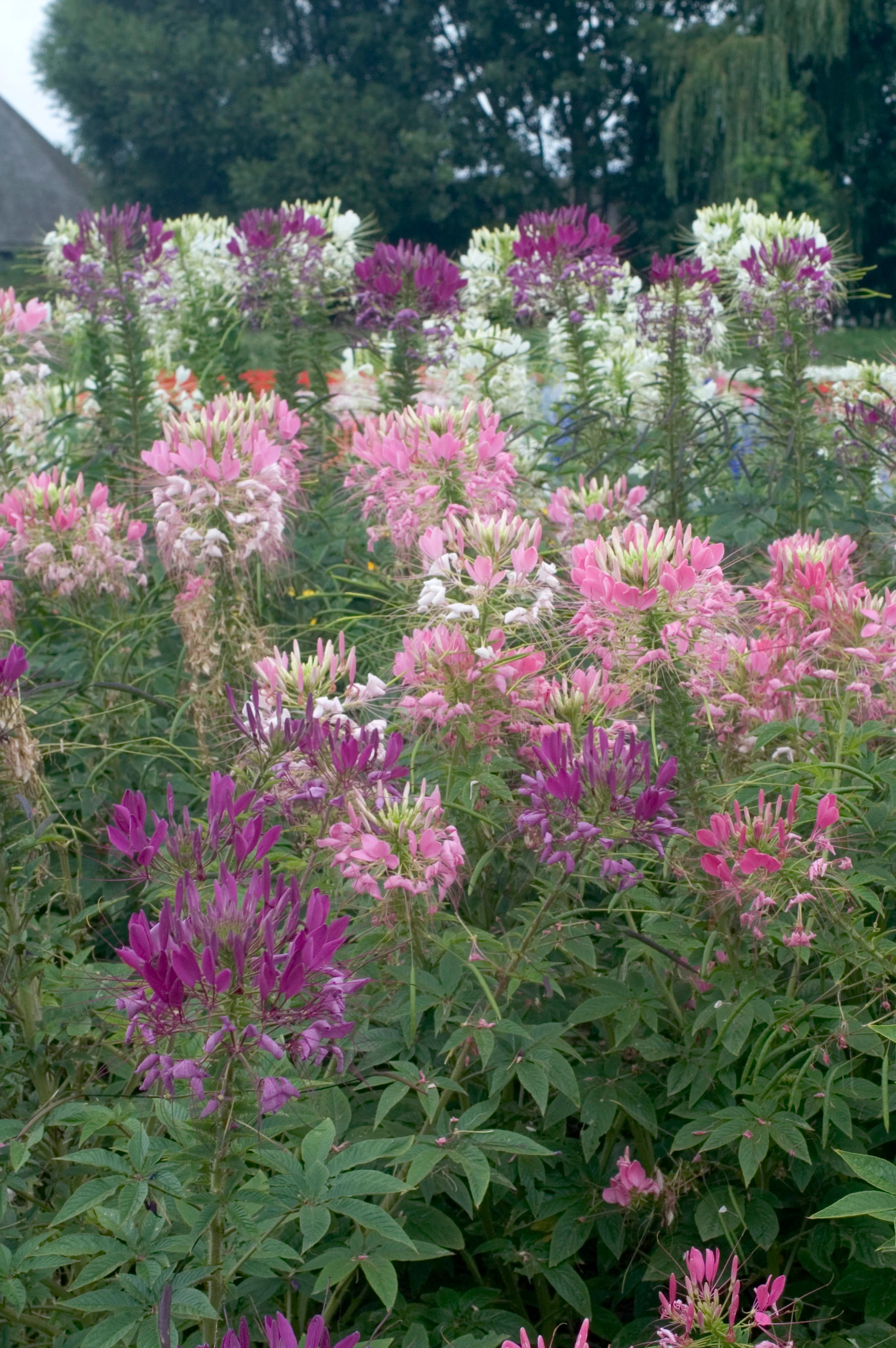 Color Fountain Mix Cleome Seeds - Image 3