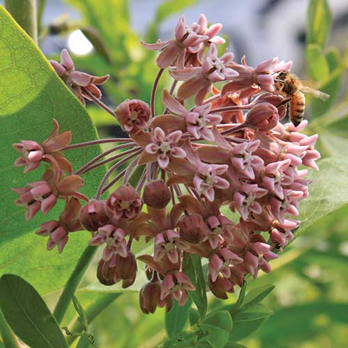 Common Milkweed