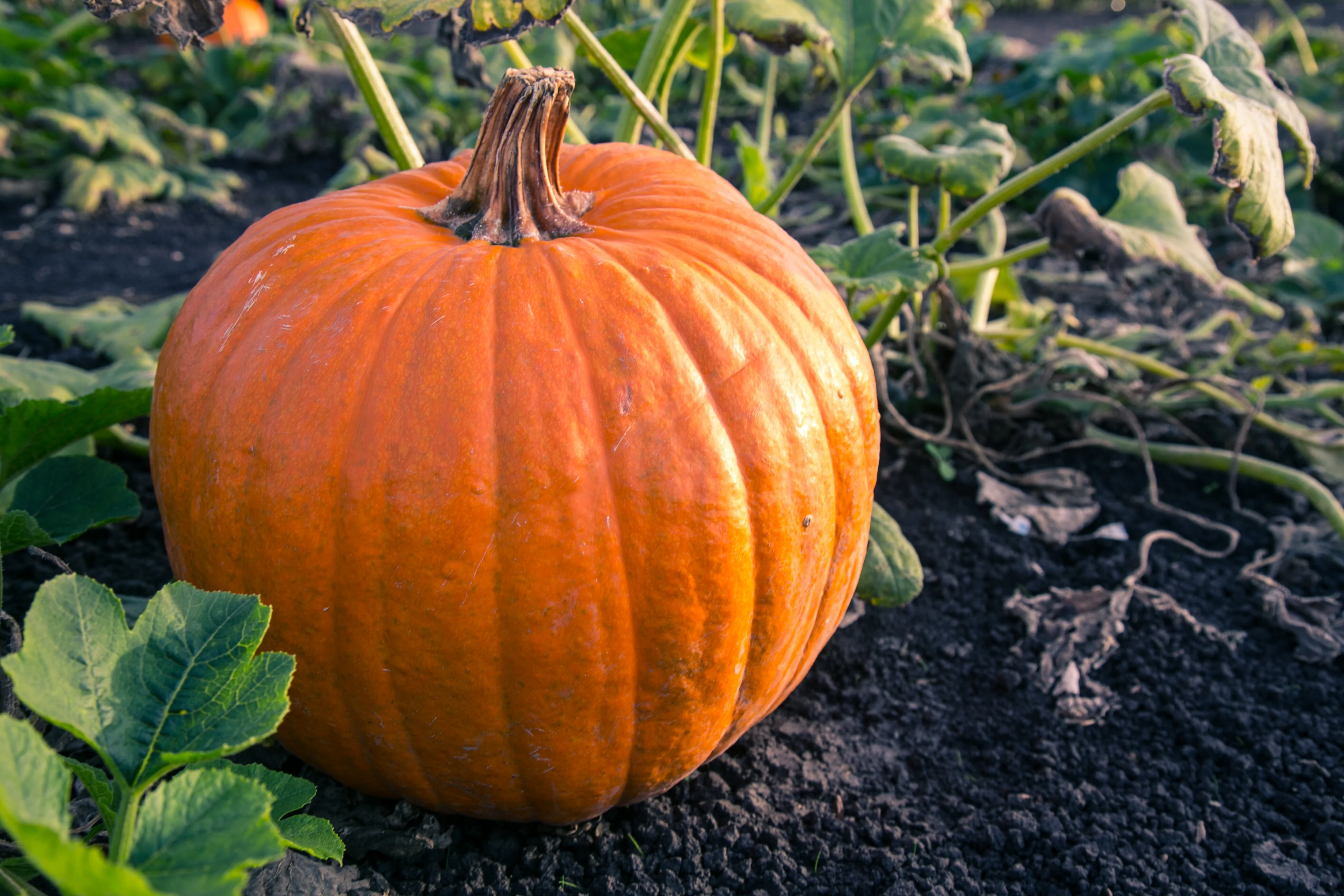 Connecticut Field Pumpkin Seeds
