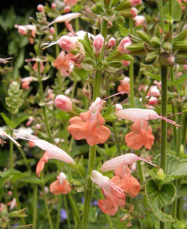 Coral Nymph Salvia