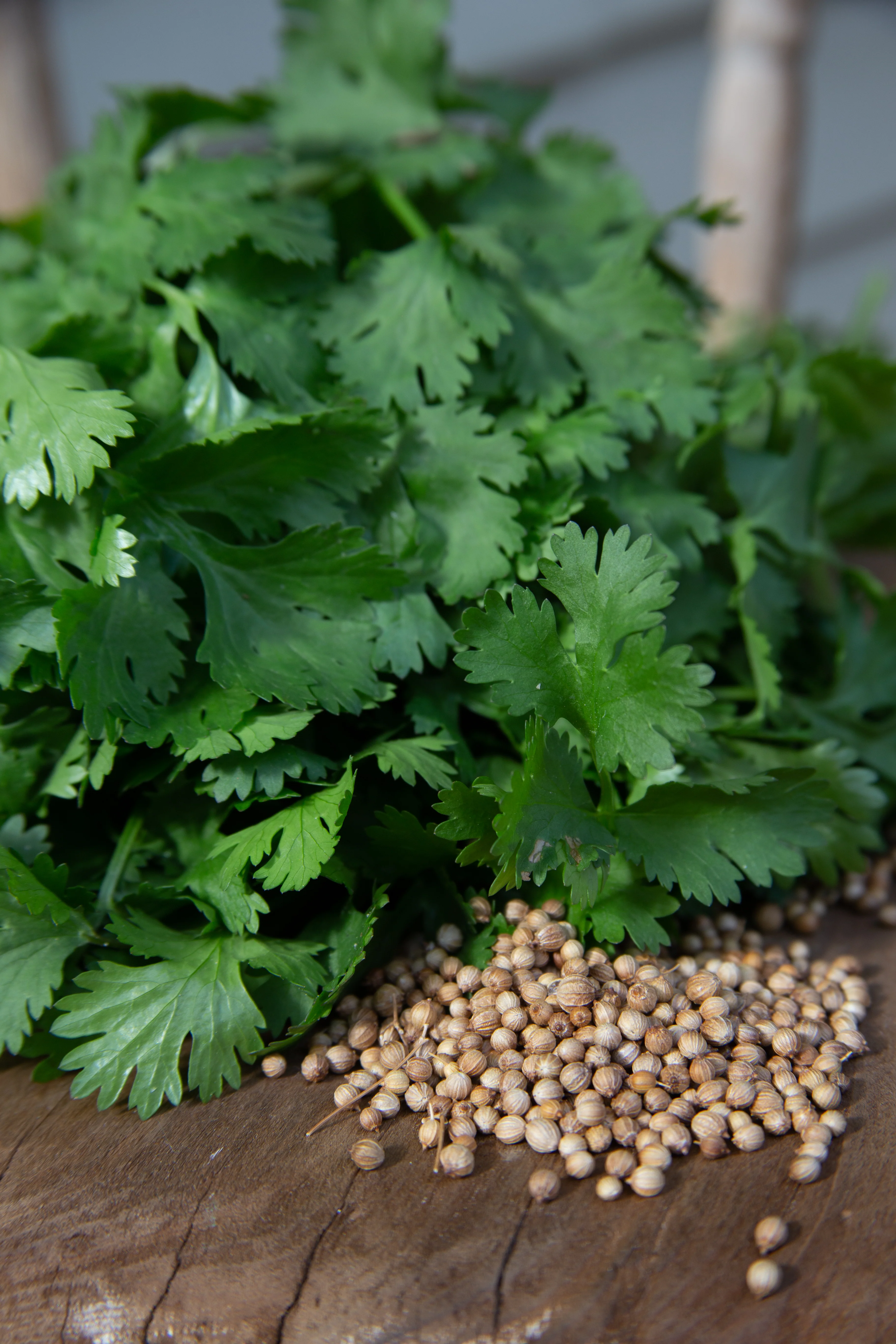 Coriander - Aka Cilantro Seeds