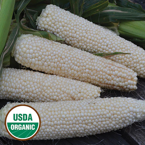 Country Gentleman Sweet Corn