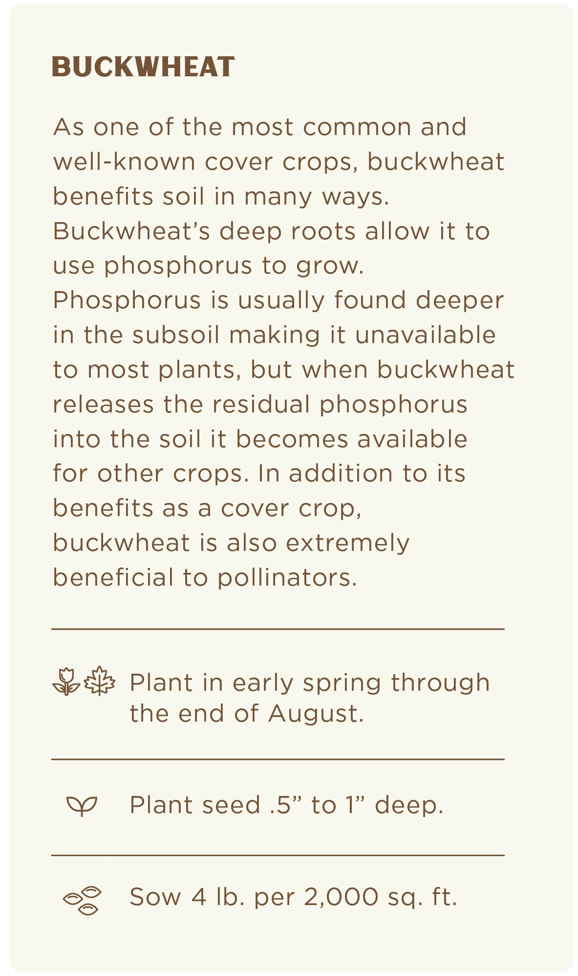 Buckwheat Seed (4lb.) - Image 3