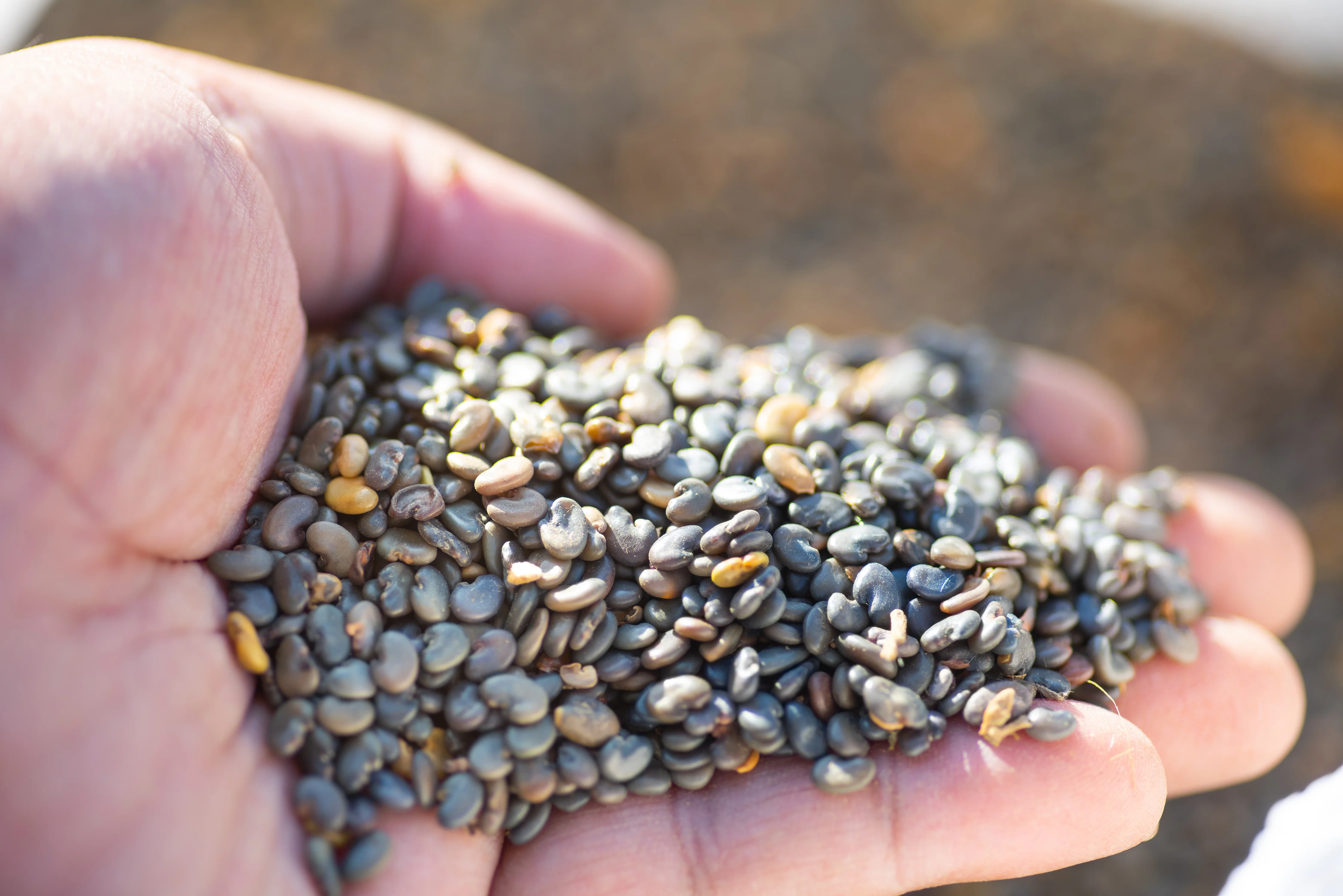 Sunn Hemp Seed (5lb) - Image 4