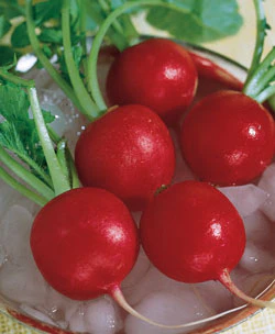 Crimson Giant Radish Seeds - Image 2
