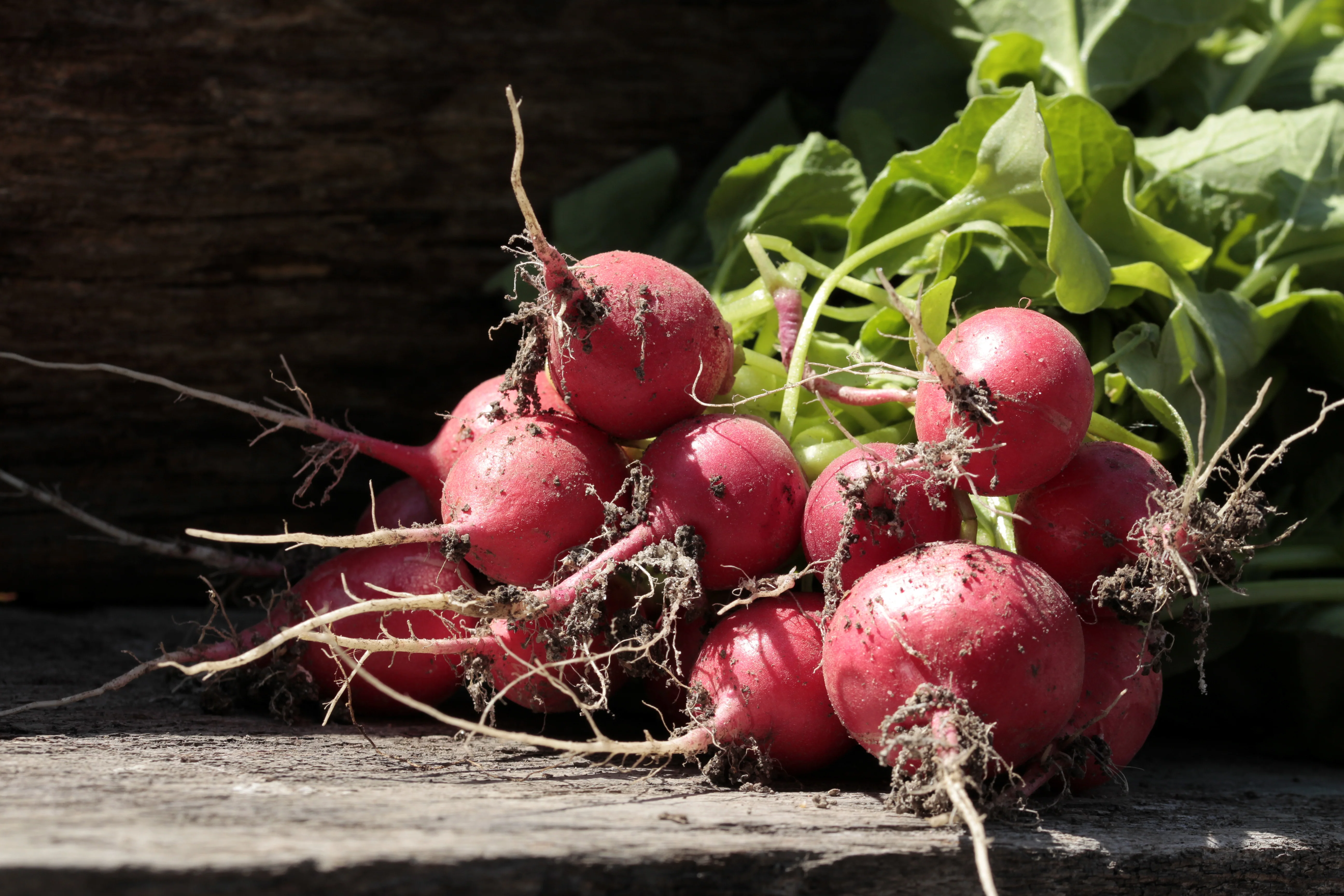 Crimson Giant Radish Seeds - Image 3