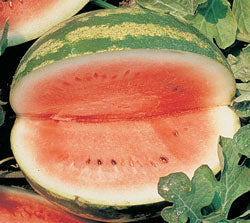 Crimson Sweet Watermelon Seeds - Image 2