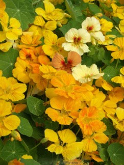 Cup of Sun Nasturtium