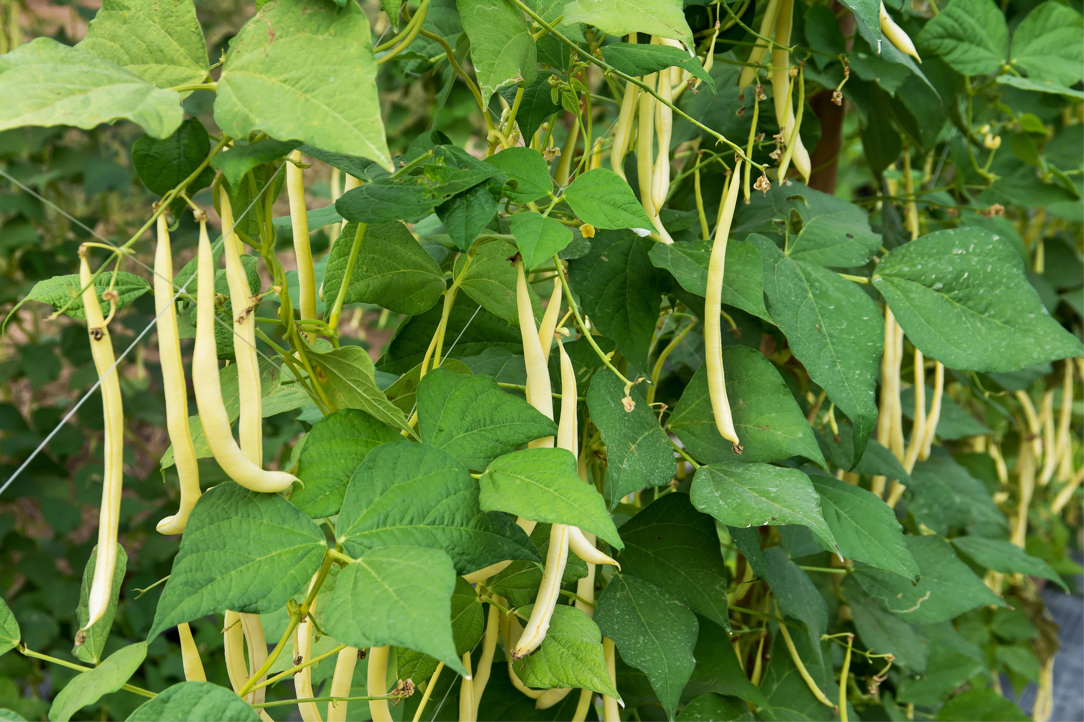 Custard Yellow Bean Seeds