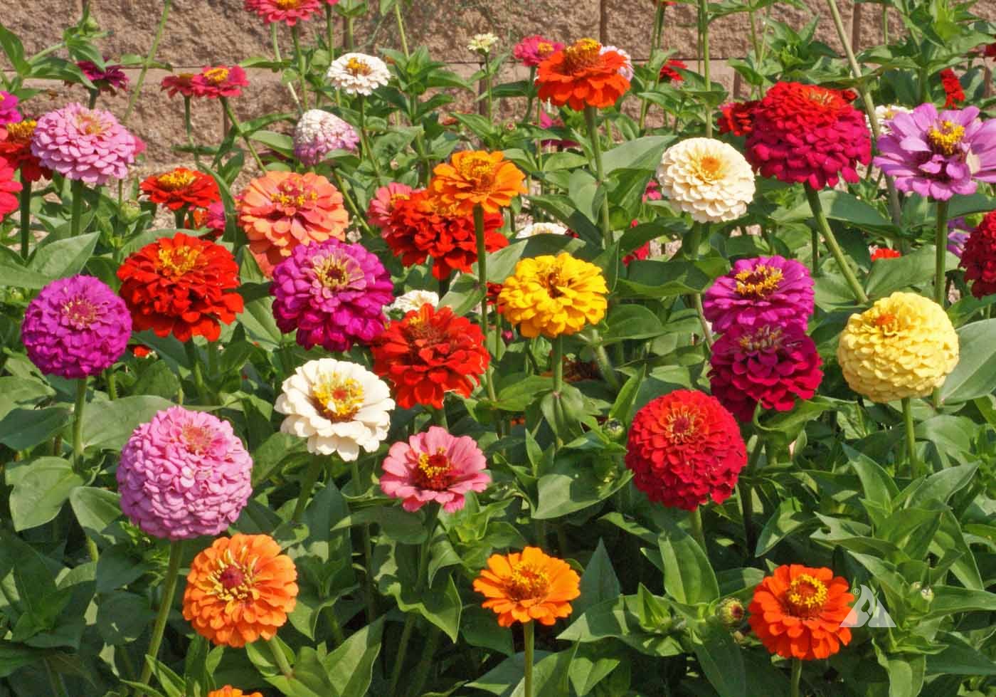 Cut & Come Again Mix Zinnia Seeds