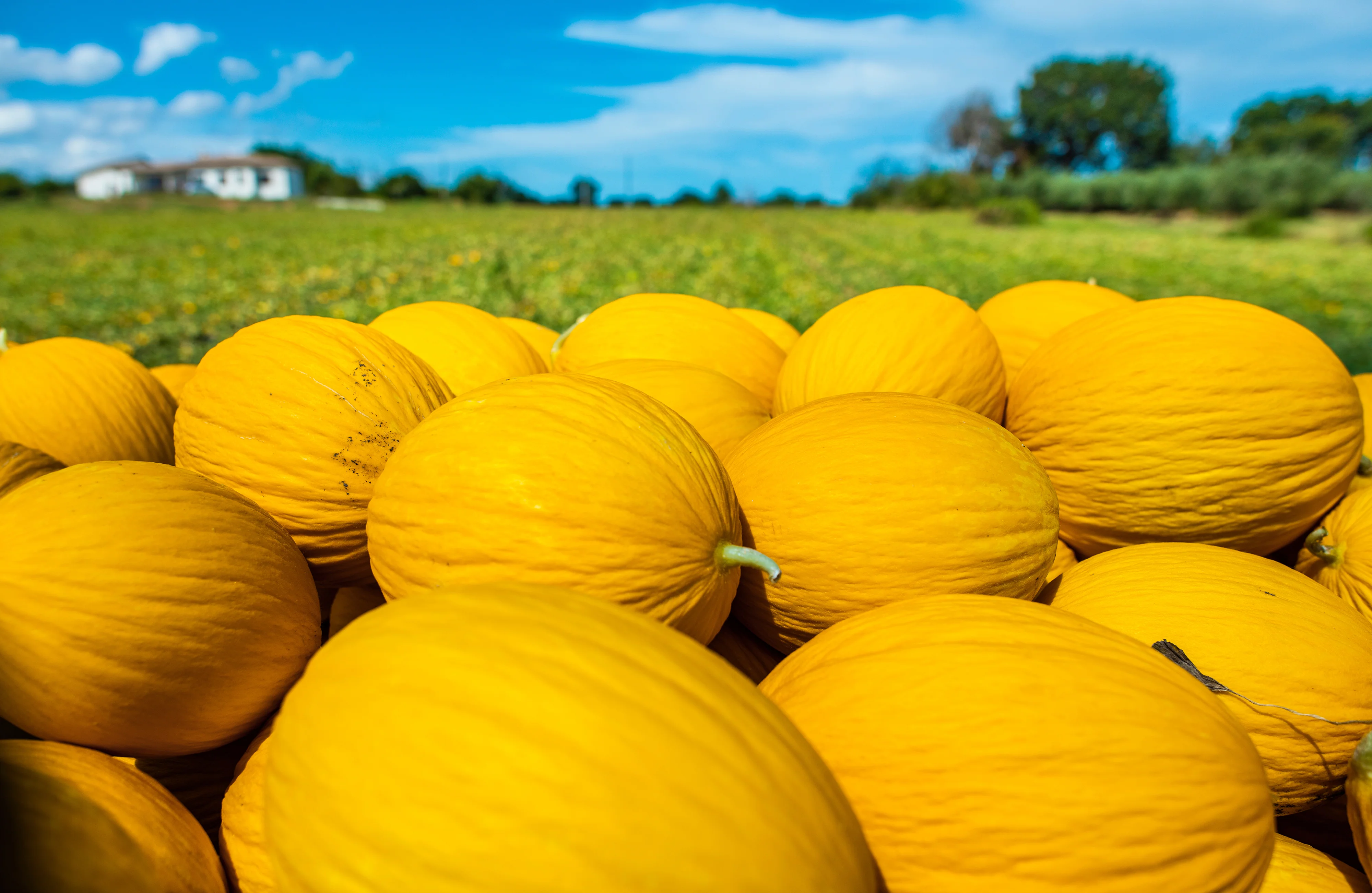 Dali Hybrid Canary Melon Seeds