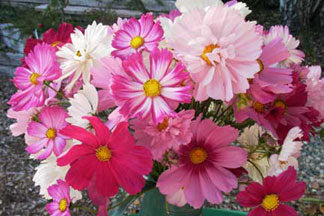 Dancing Petticoats Cosmos