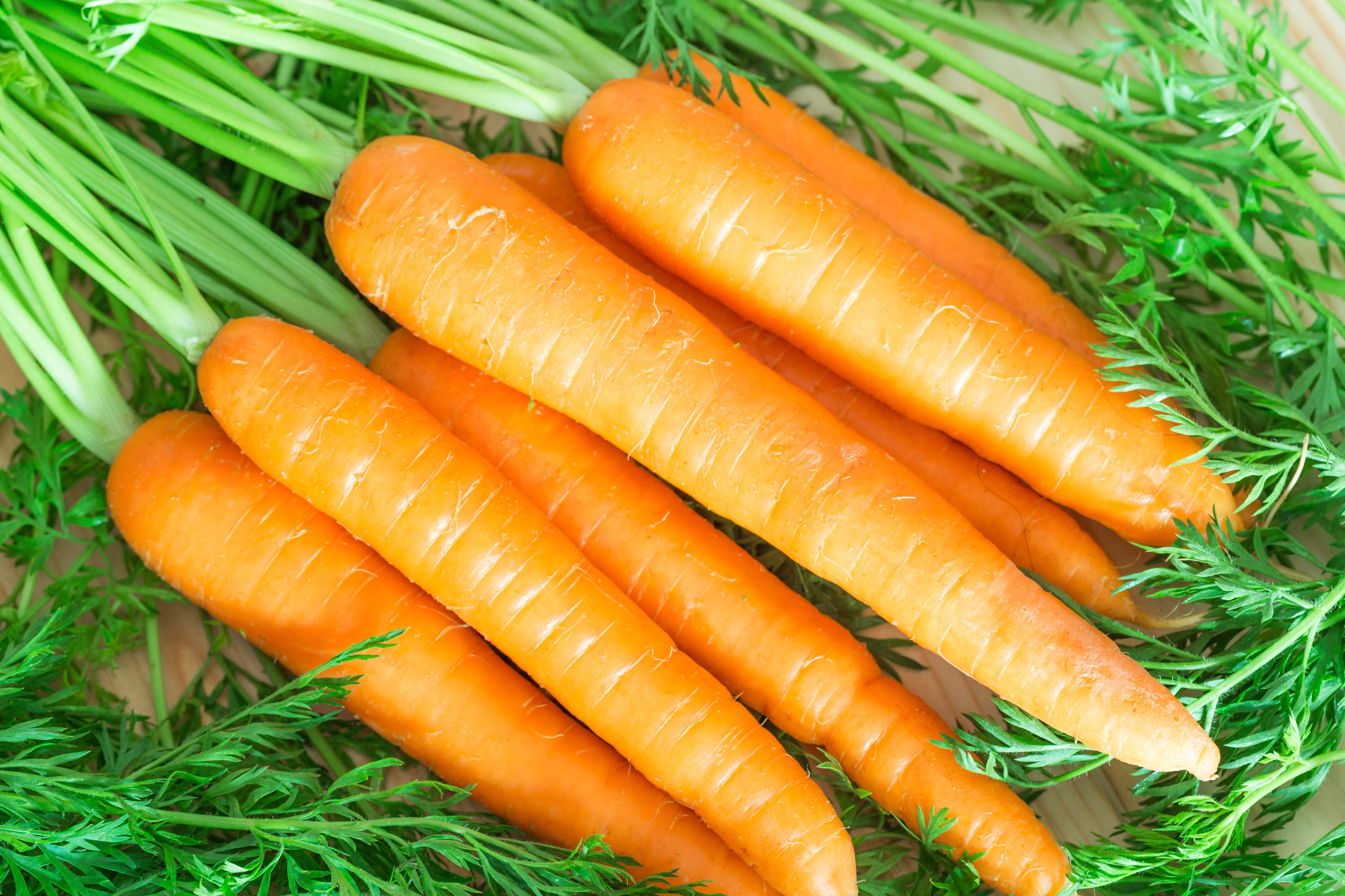 Danvers Half Long Carrot Seeds