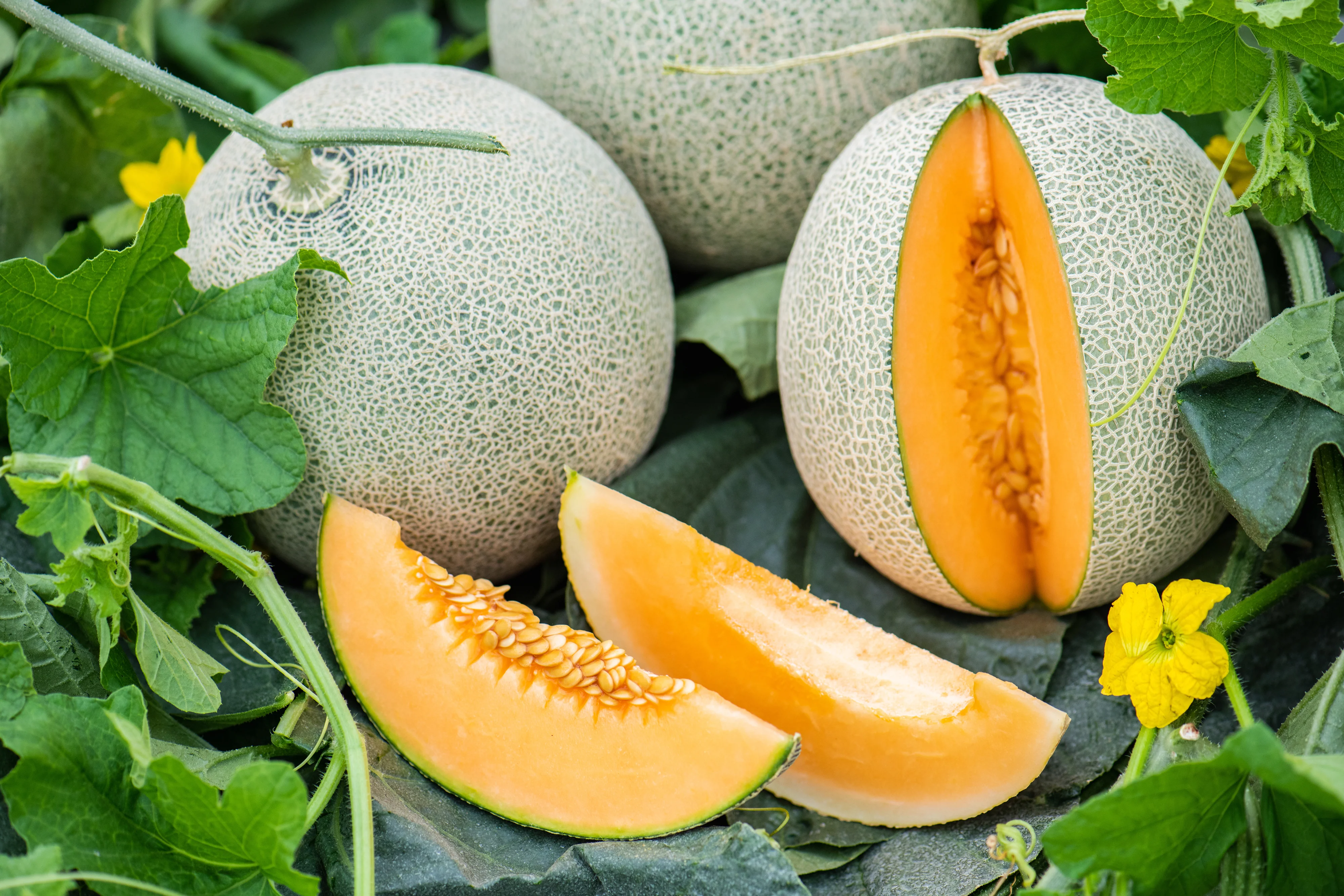 Delicious 51 Cantaloupe Seeds