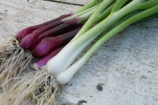 Delicious Duo Scallions Onion