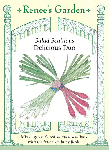 Delicious Duo Scallions Onion - Image 2