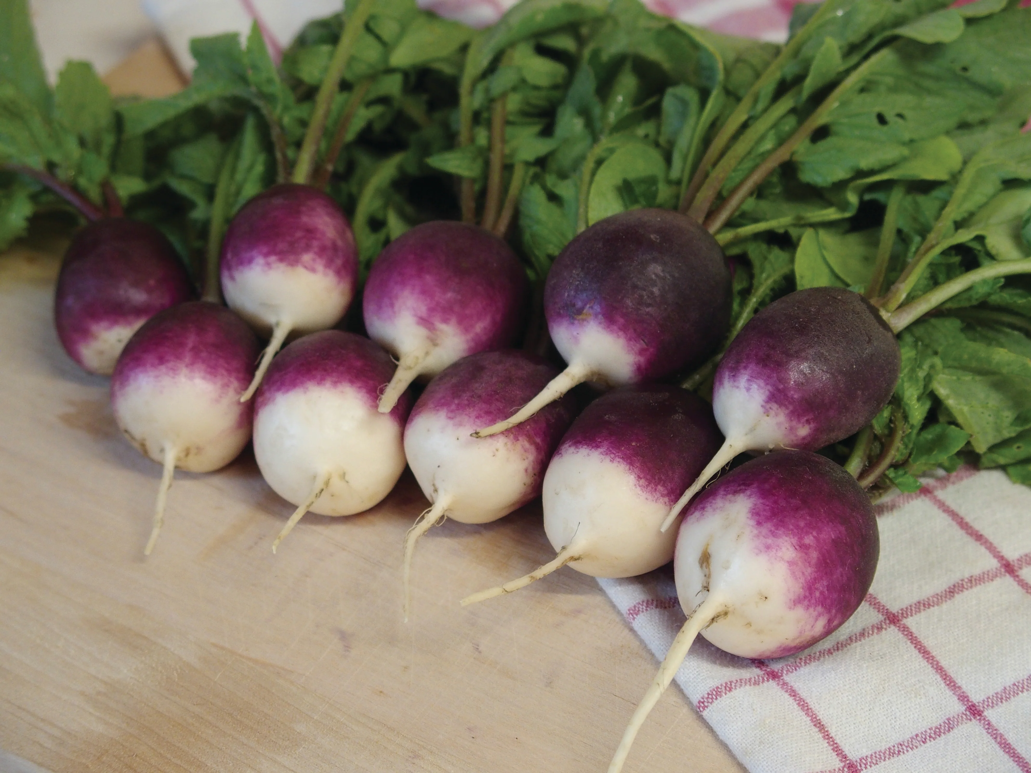 Diana Hybrid Radish Seeds