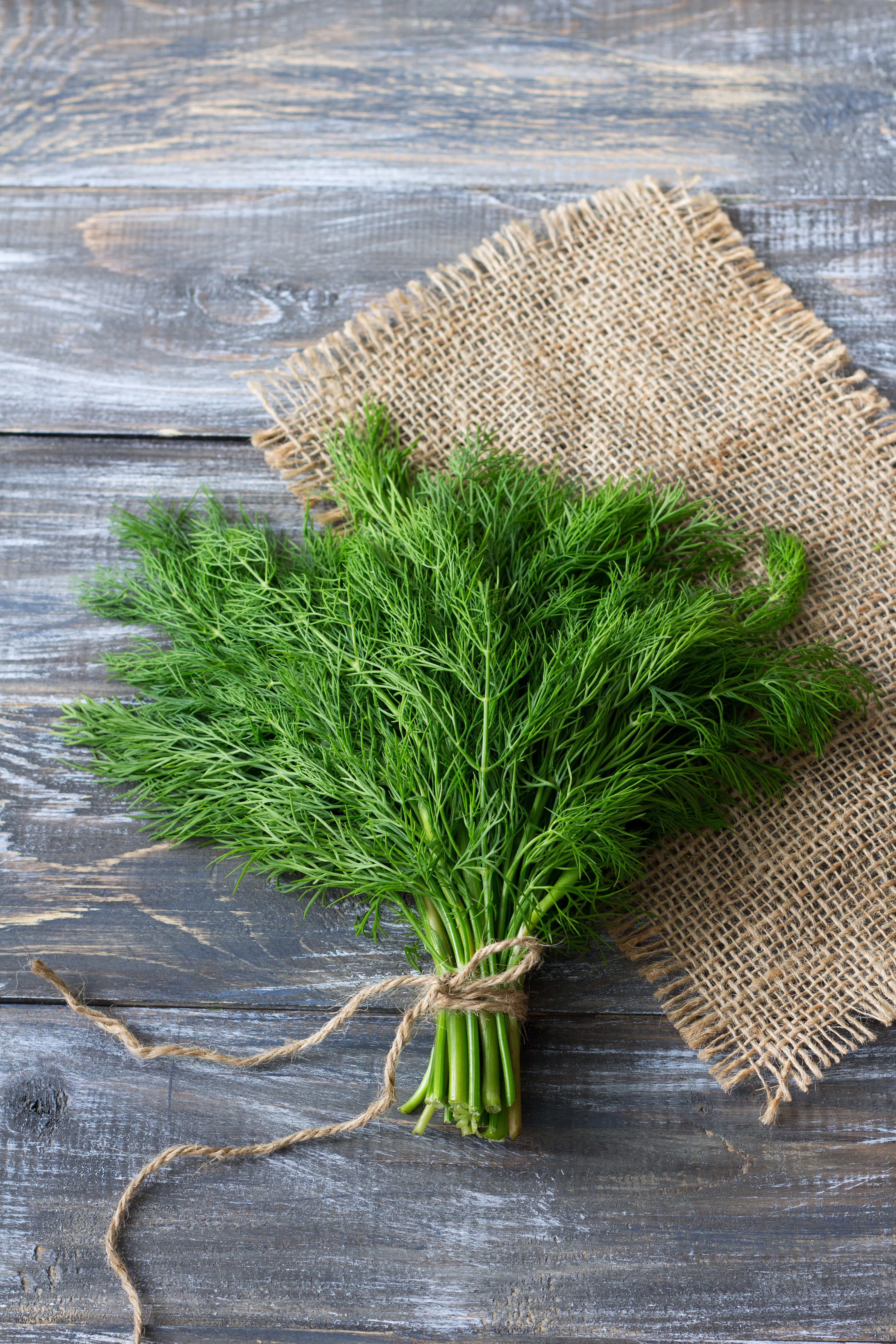 Bouquet Dill Seeds