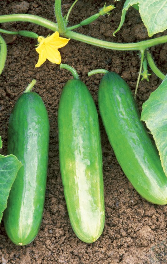 Diva Hybrid Cucumber Seeds
