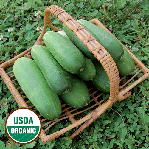 Double Yield Cucumber
