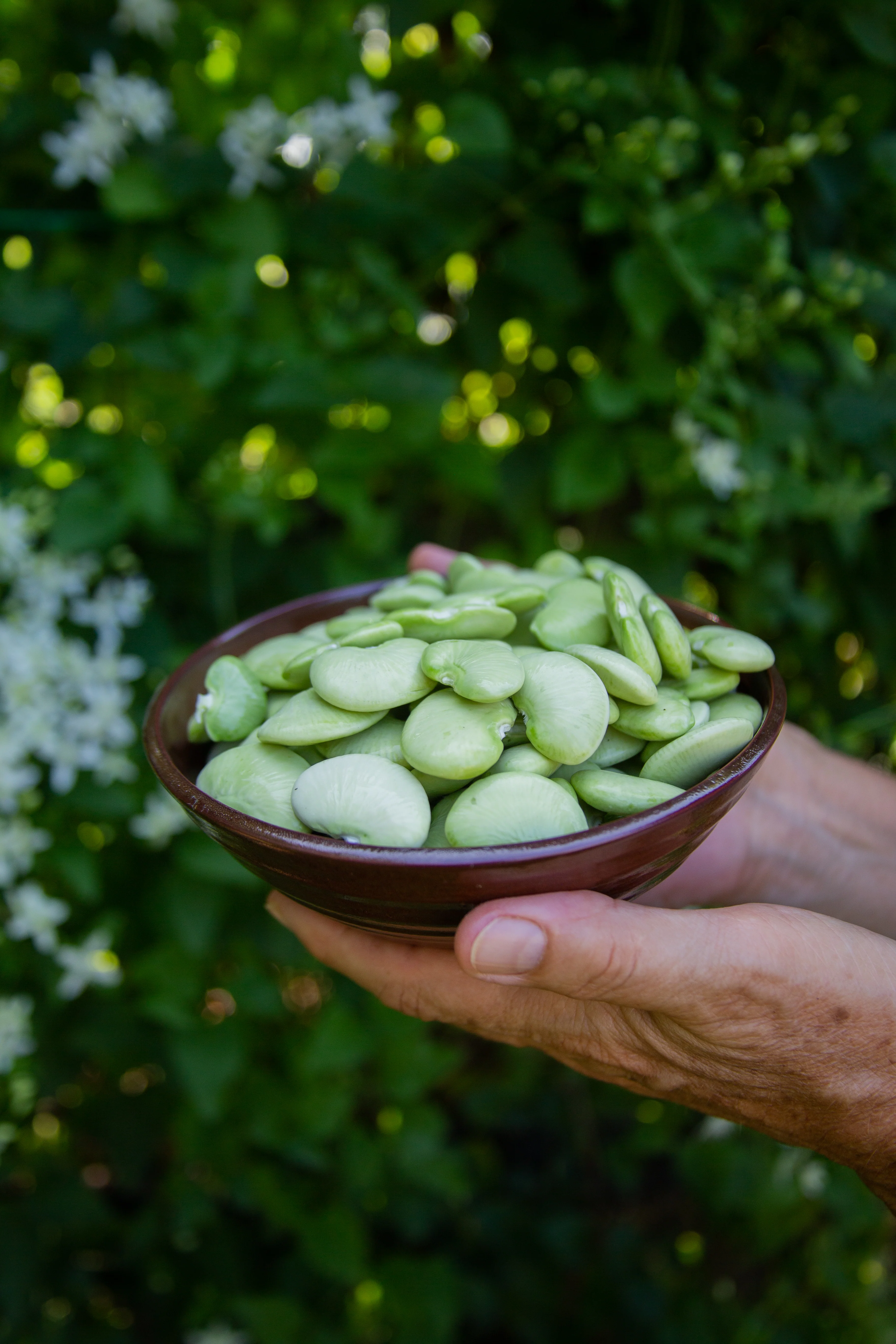 Dr. Martin Pole Lima Bean Seeds
