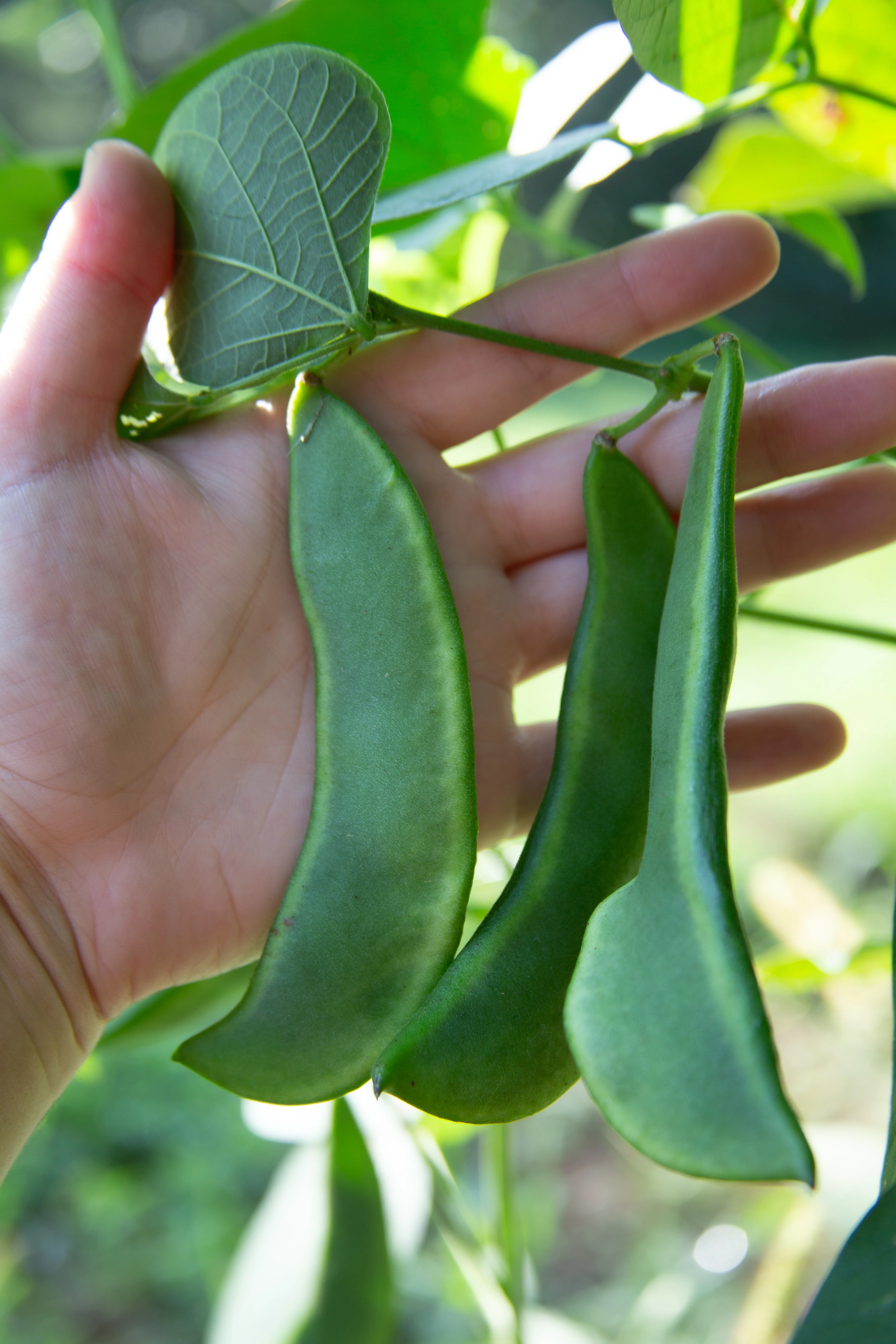 Dr. Martin Pole Lima Bean Seeds - Image 2