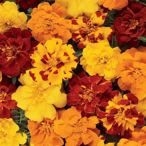 Durango Outback Mix Marigold Seeds