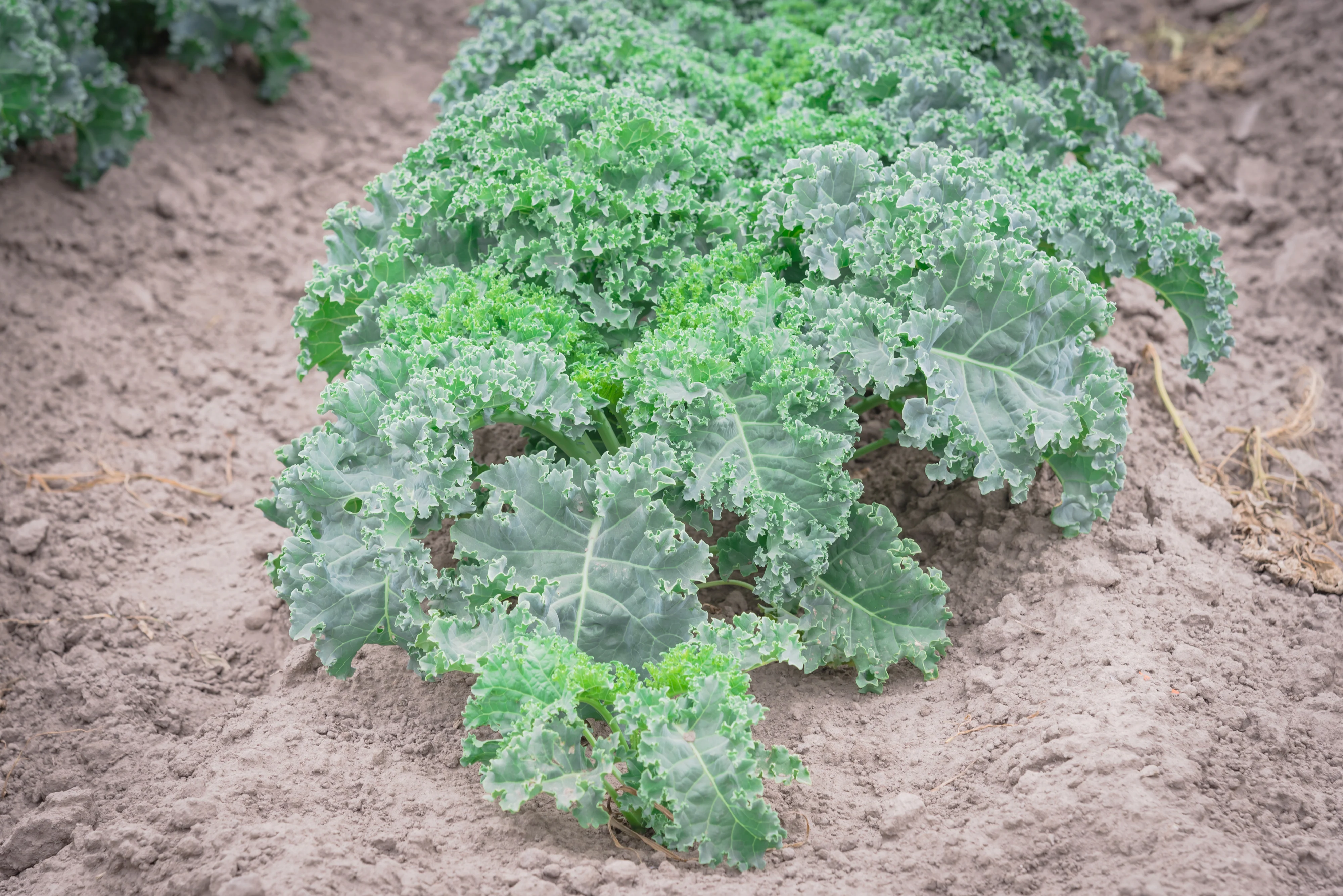 Dwarf Blue Curled Kale Seeds