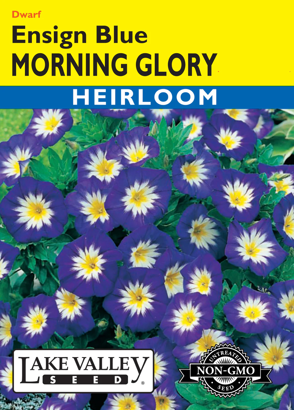 Ensign Blue Morning Glory