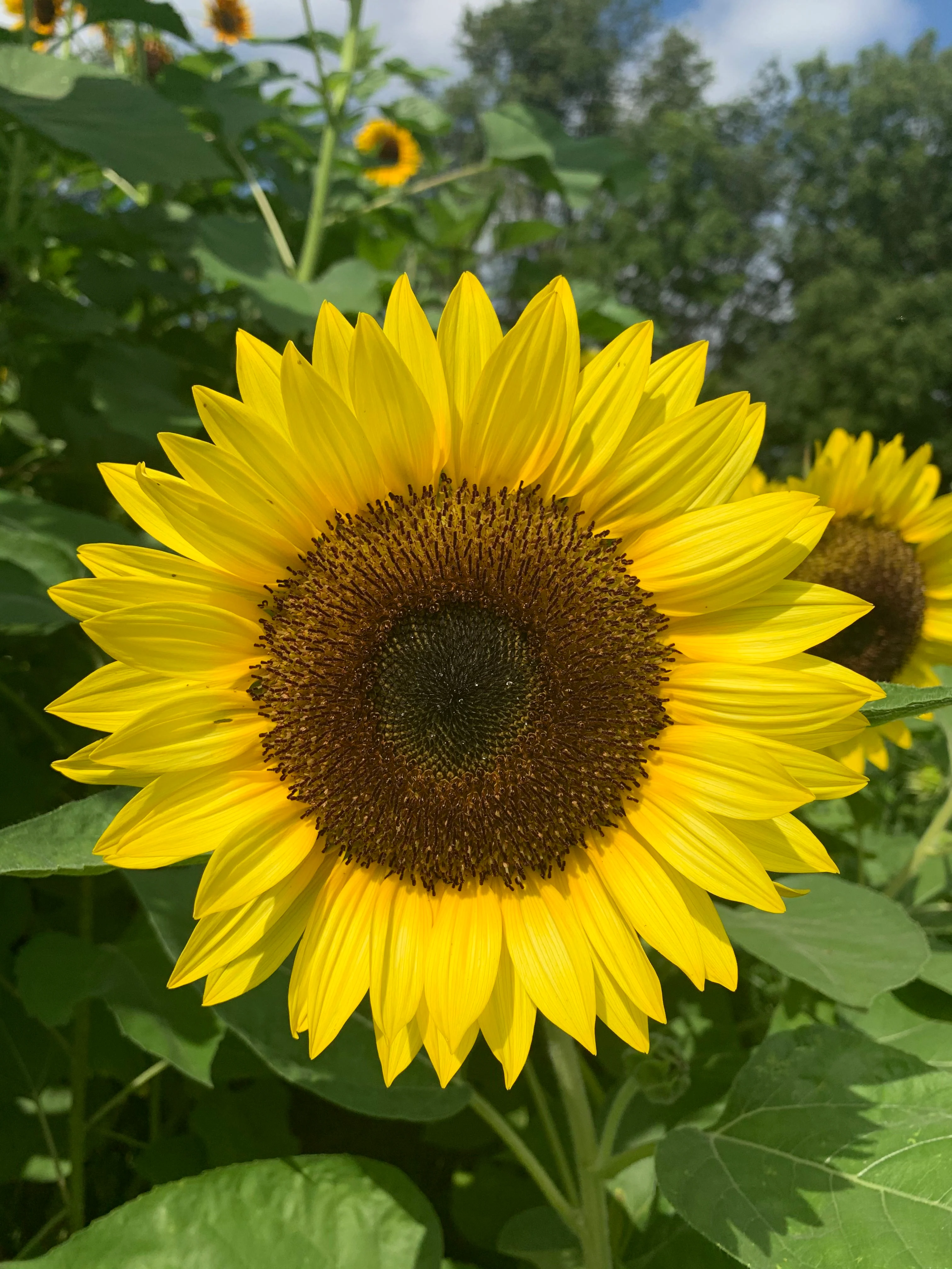 Dwarf Sunspot Sunflower Seeds