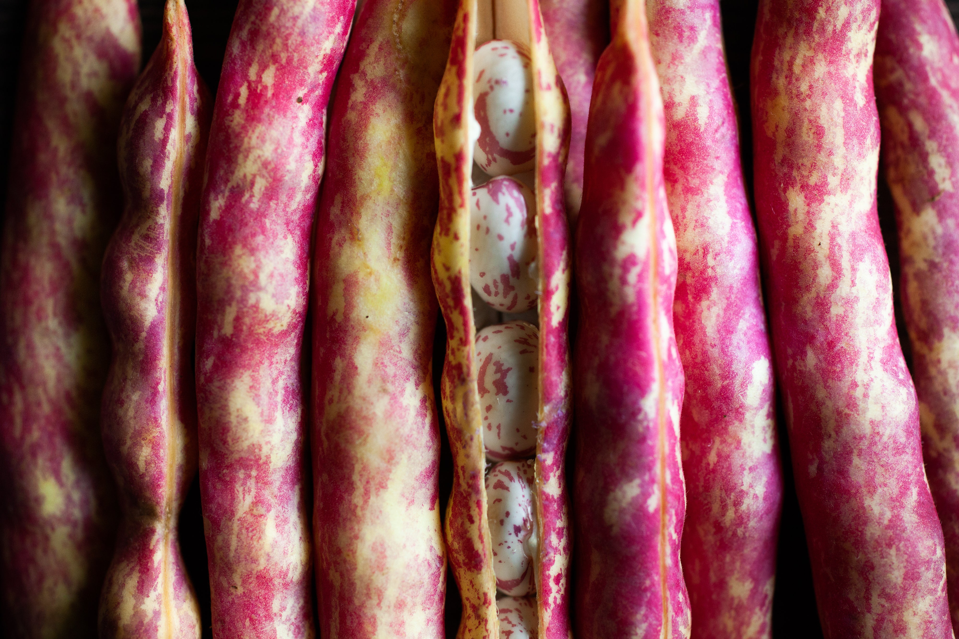 Dwarf Taylor Horticultural Bean Seeds