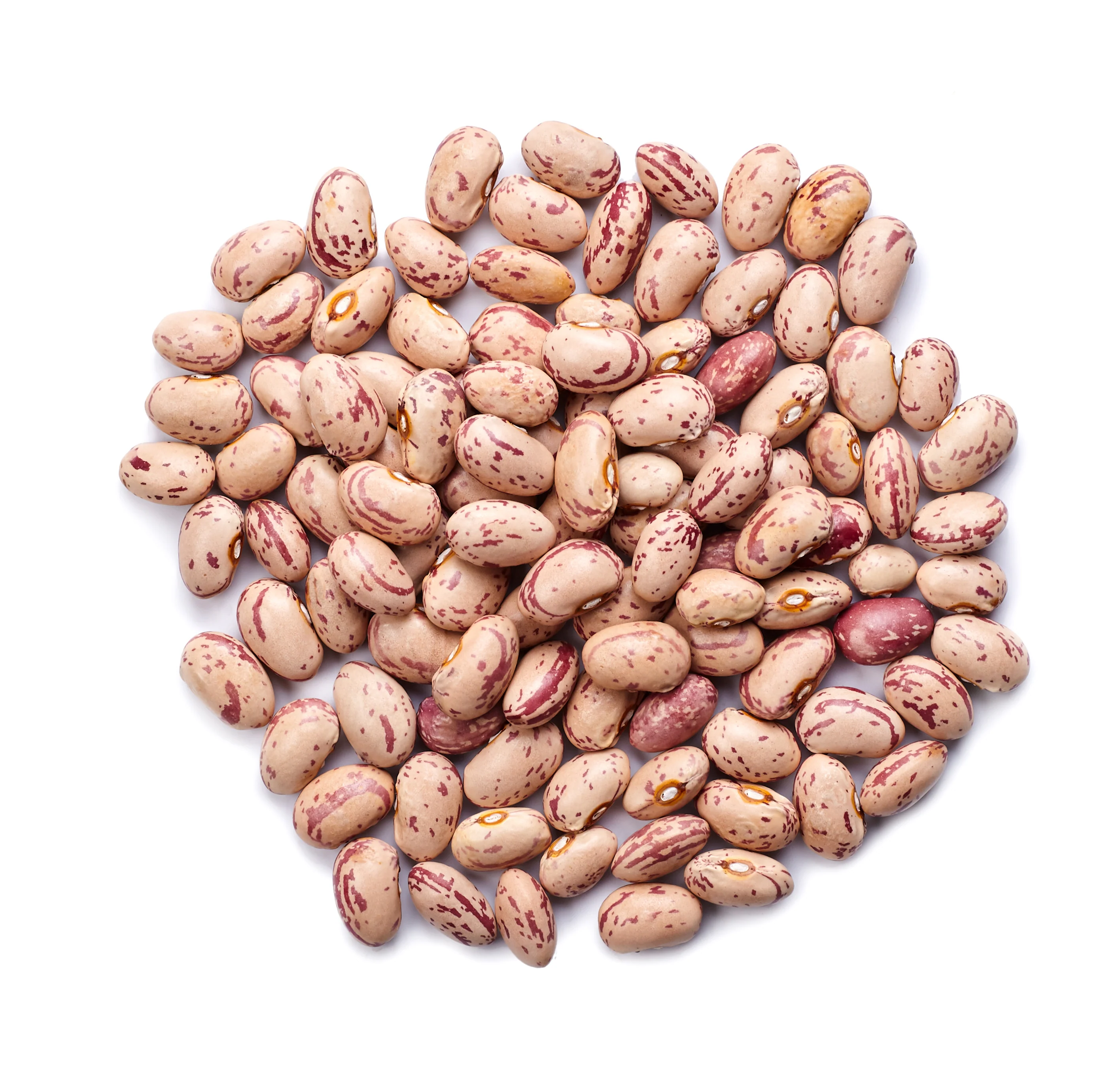 Dwarf Taylor Horticultural Bean Seeds - Image 2