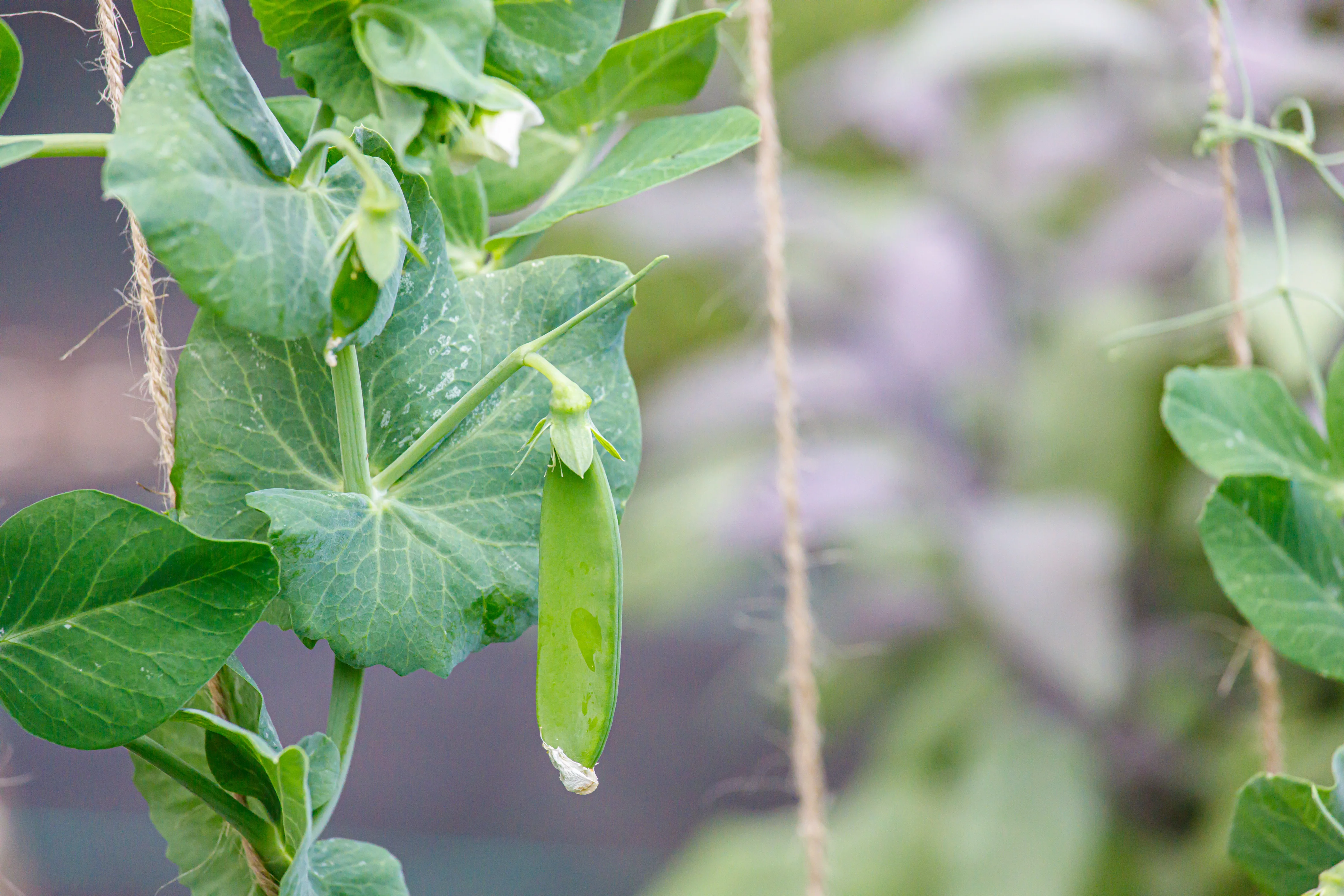 Dwarf White Blossom Sugar Pea Seeds