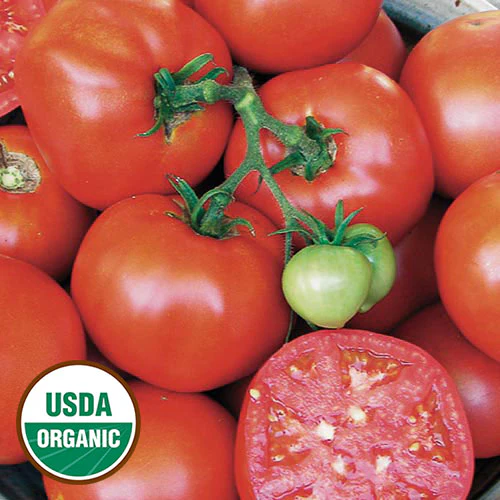 Earliana Tomato
