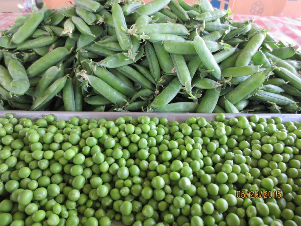 Early Freezer Pea Seeds