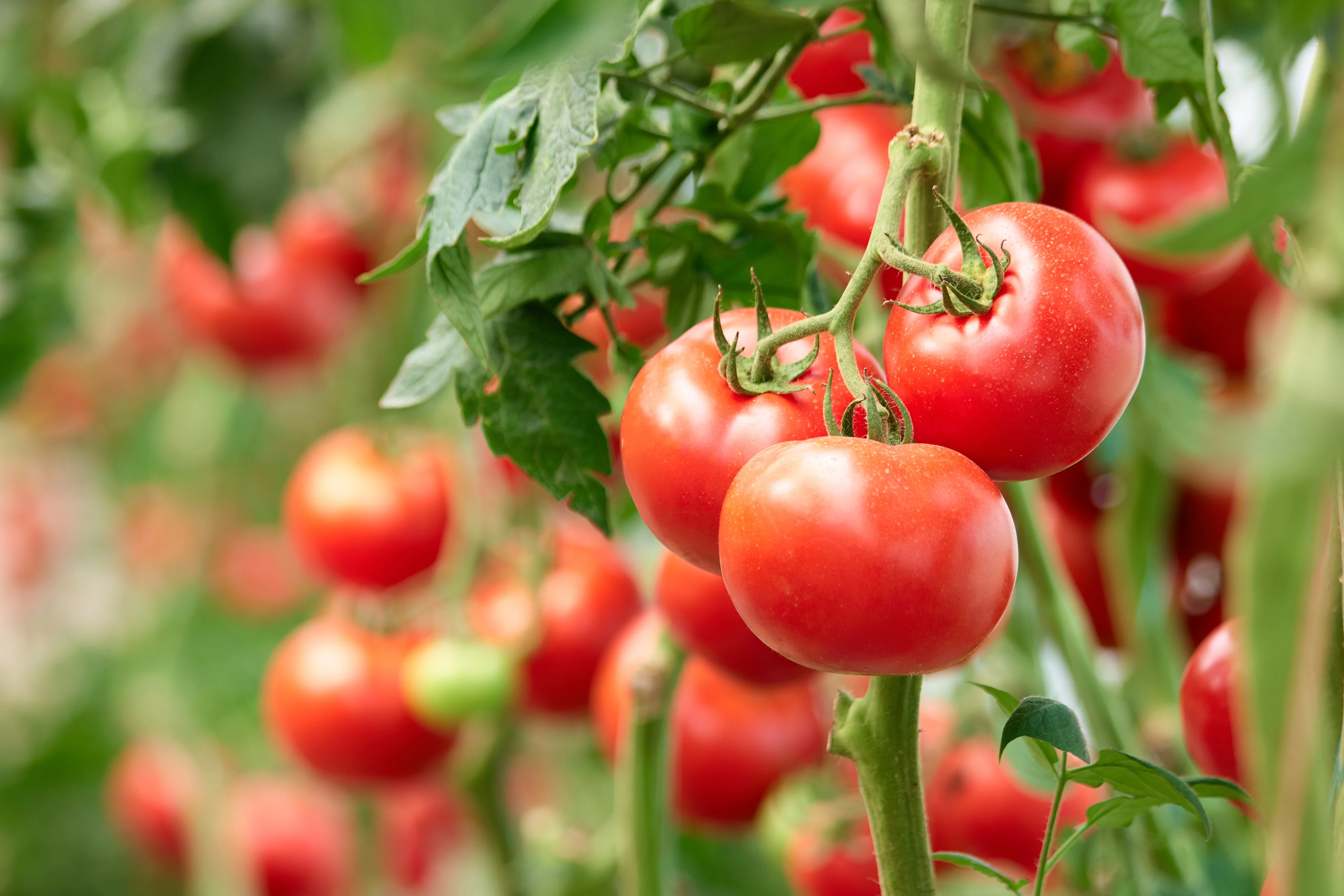 Early Girl Hybrid Tomato Seeds