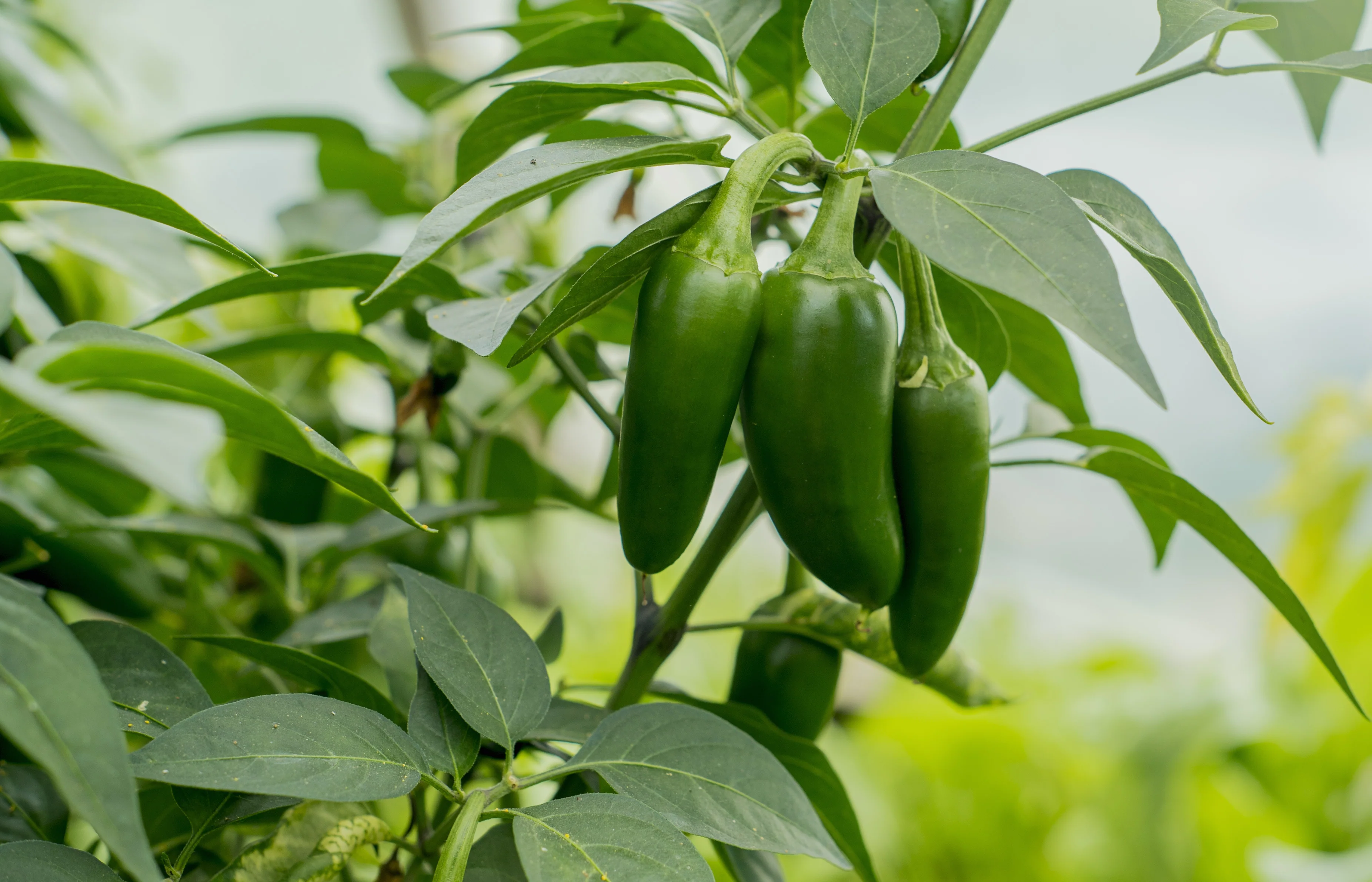 Early Jalapeno Pepper Seeds