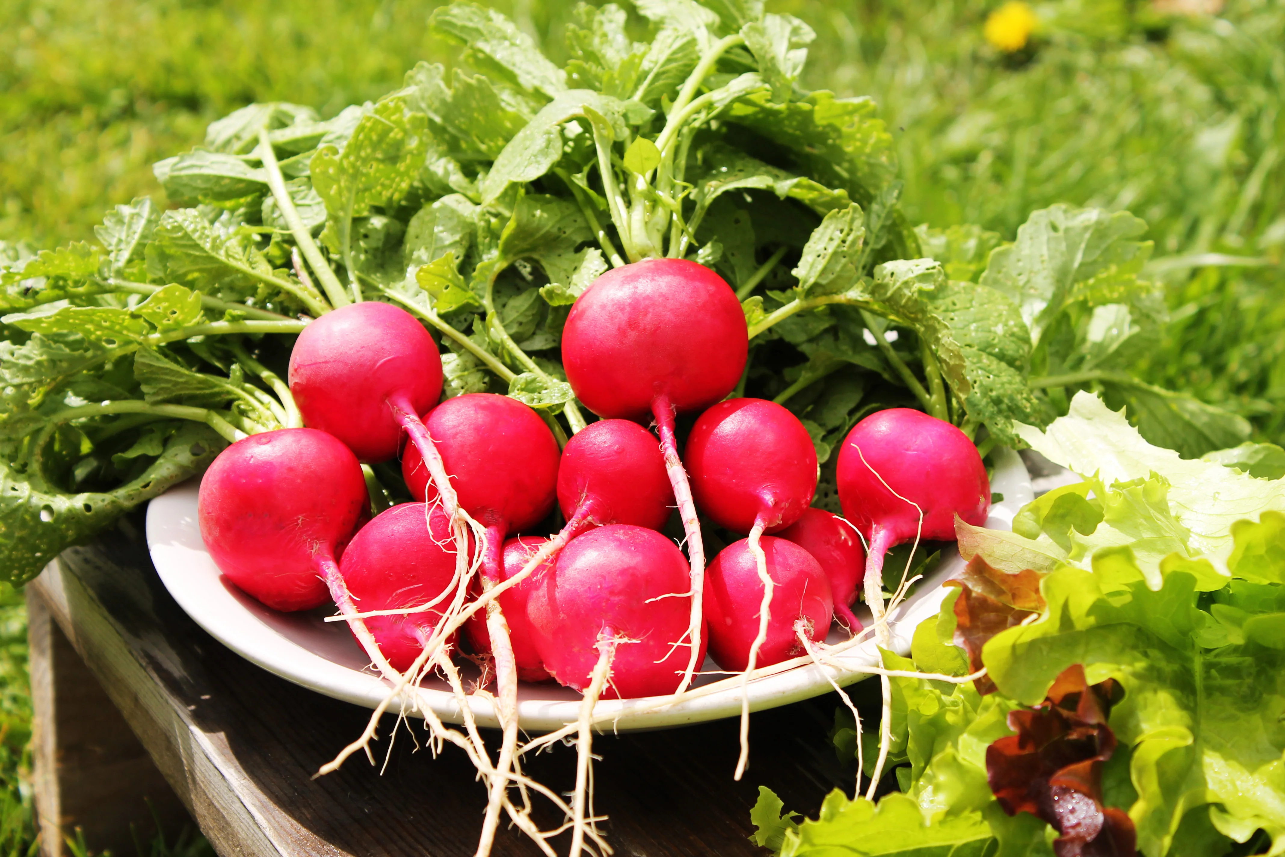 Early Scarlet Globe Radish Seeds