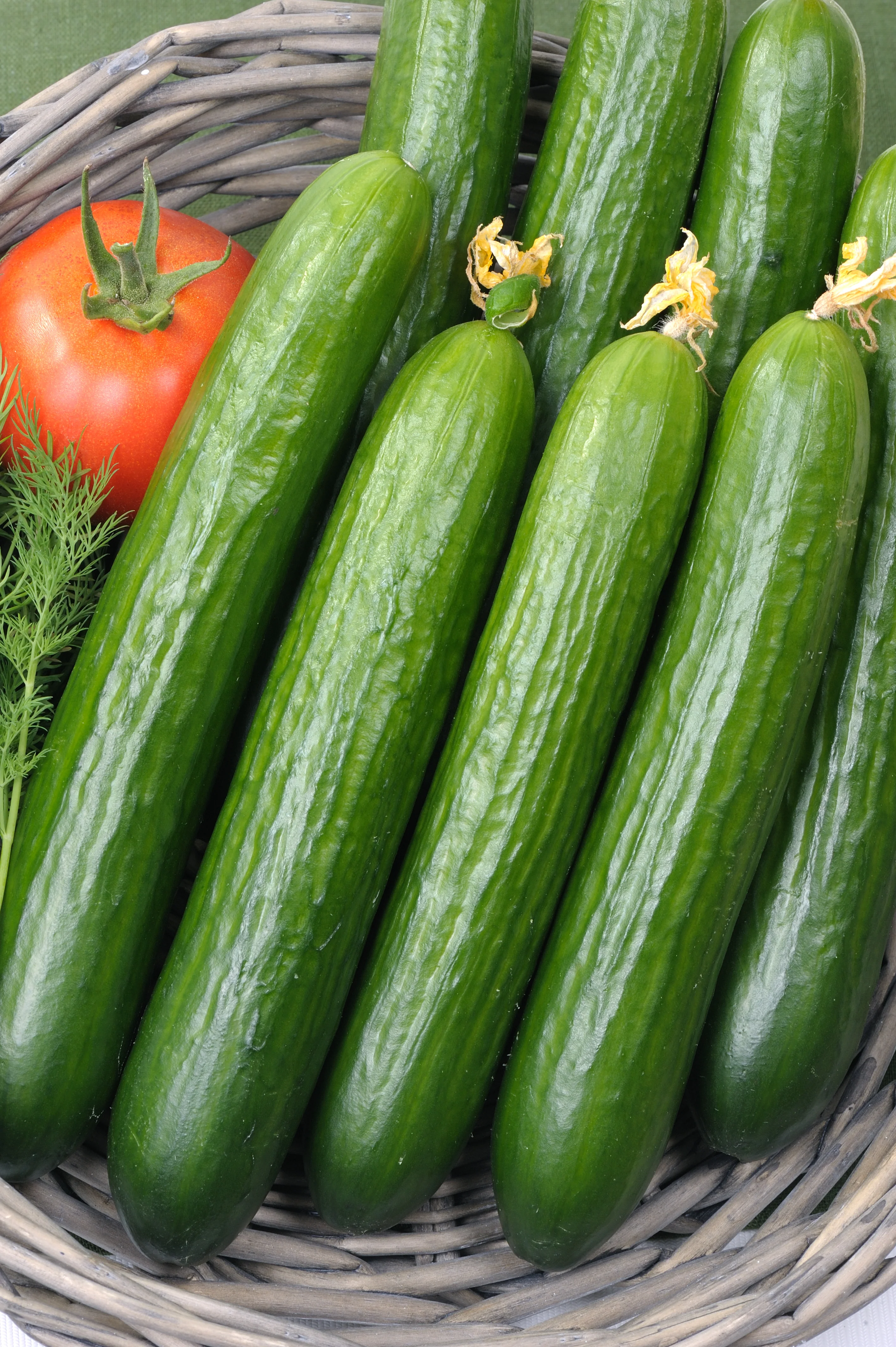 Early Spring Burpless Bush Cucumber Seeds