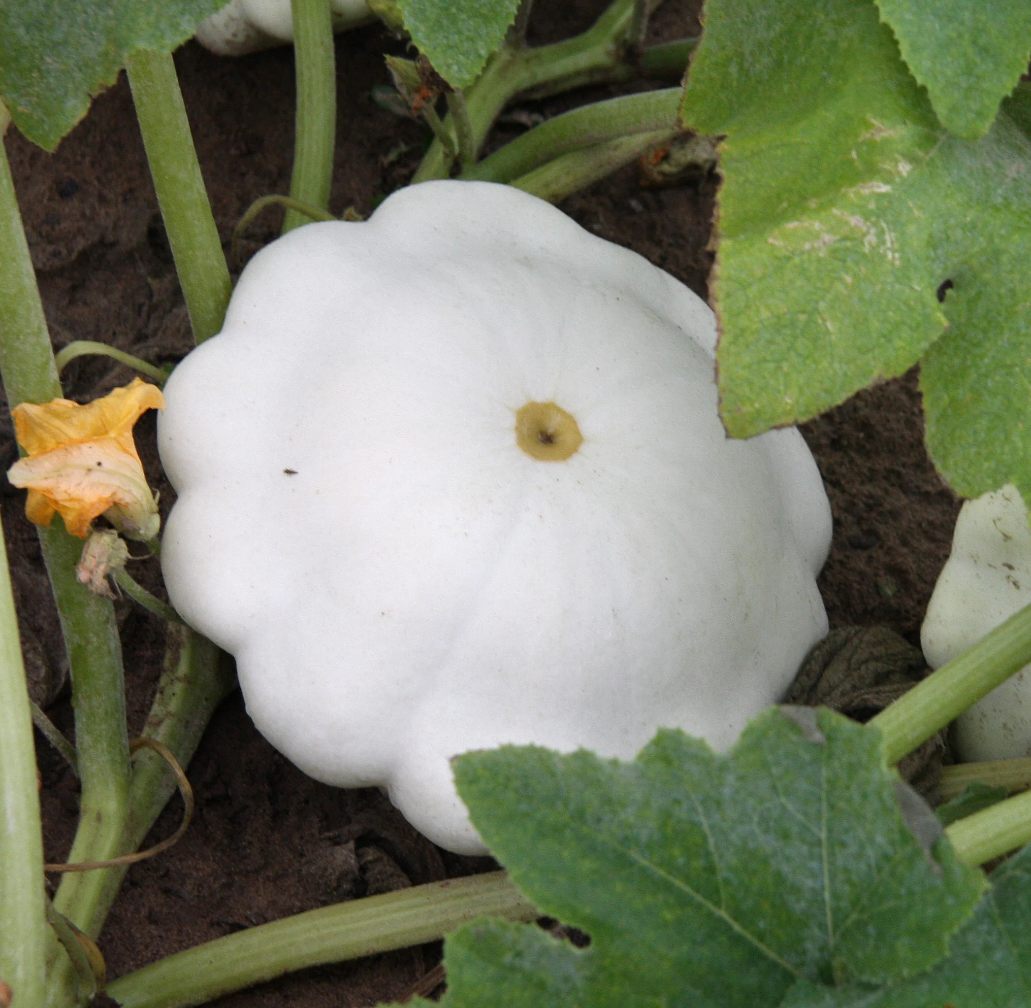 Early White-scalloped Bush Squash Seeds