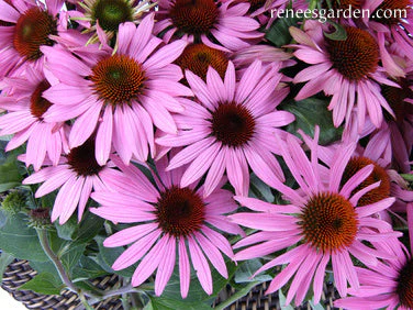 Echinacea Starlight