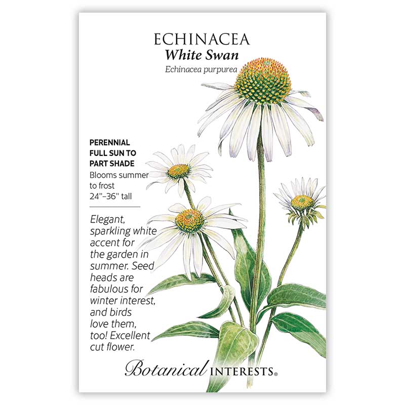 White Swan Echinacea