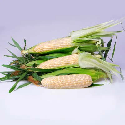 Eden White Sweet Corn Seeds