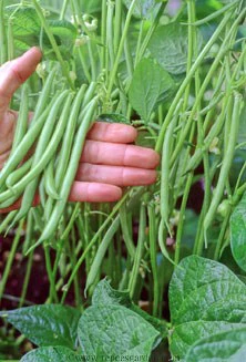 Emerite Pole Filet Bean