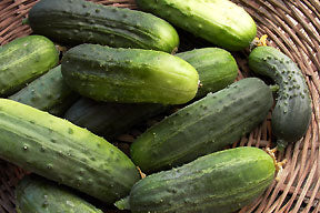 Endeavor Cucumber