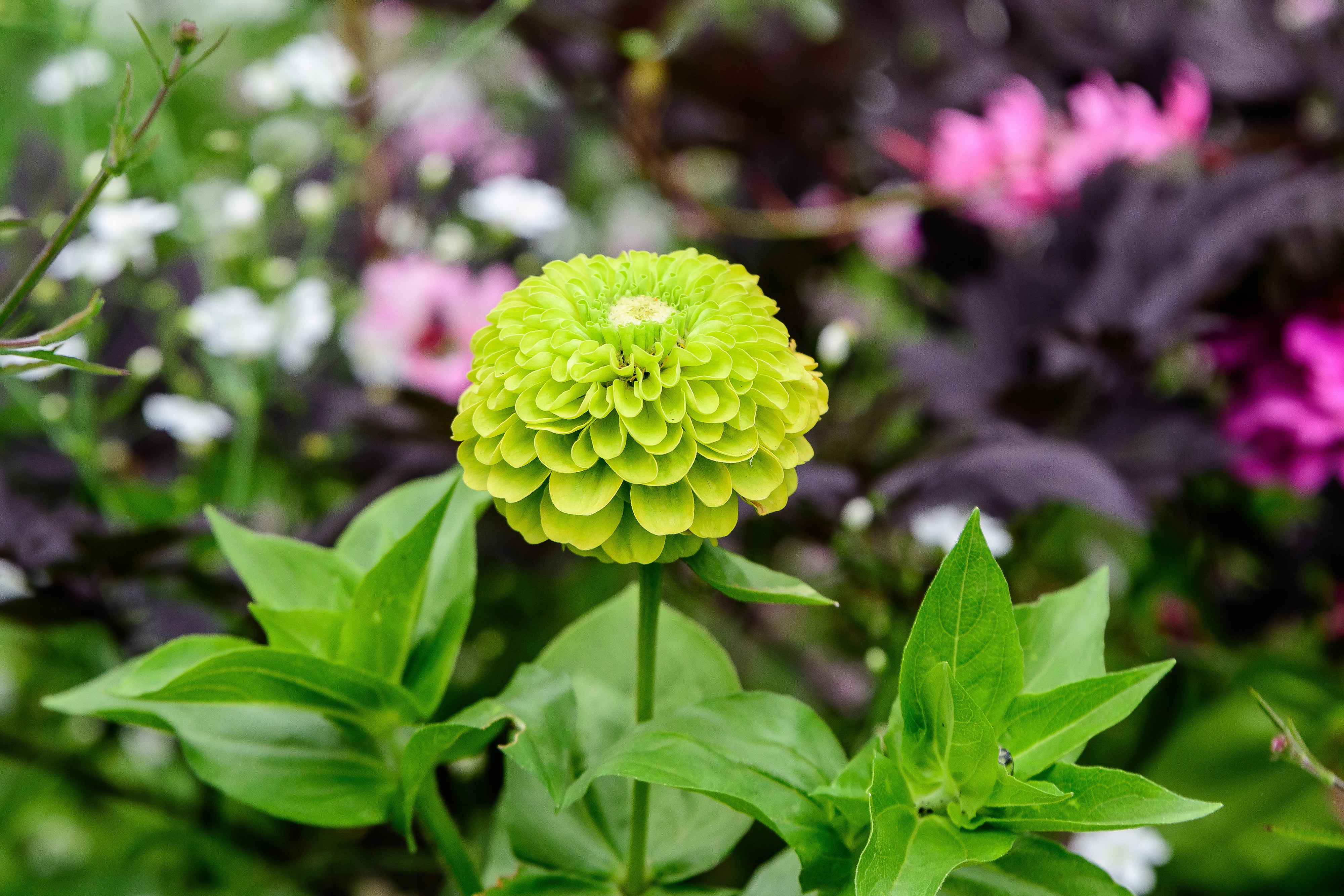 Envy Green Zinnia Seeds