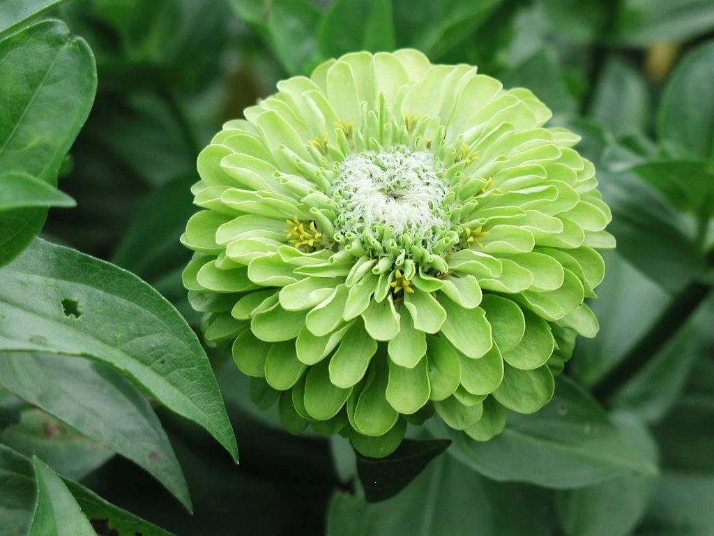 Envy Green Zinnia Seeds - Image 2