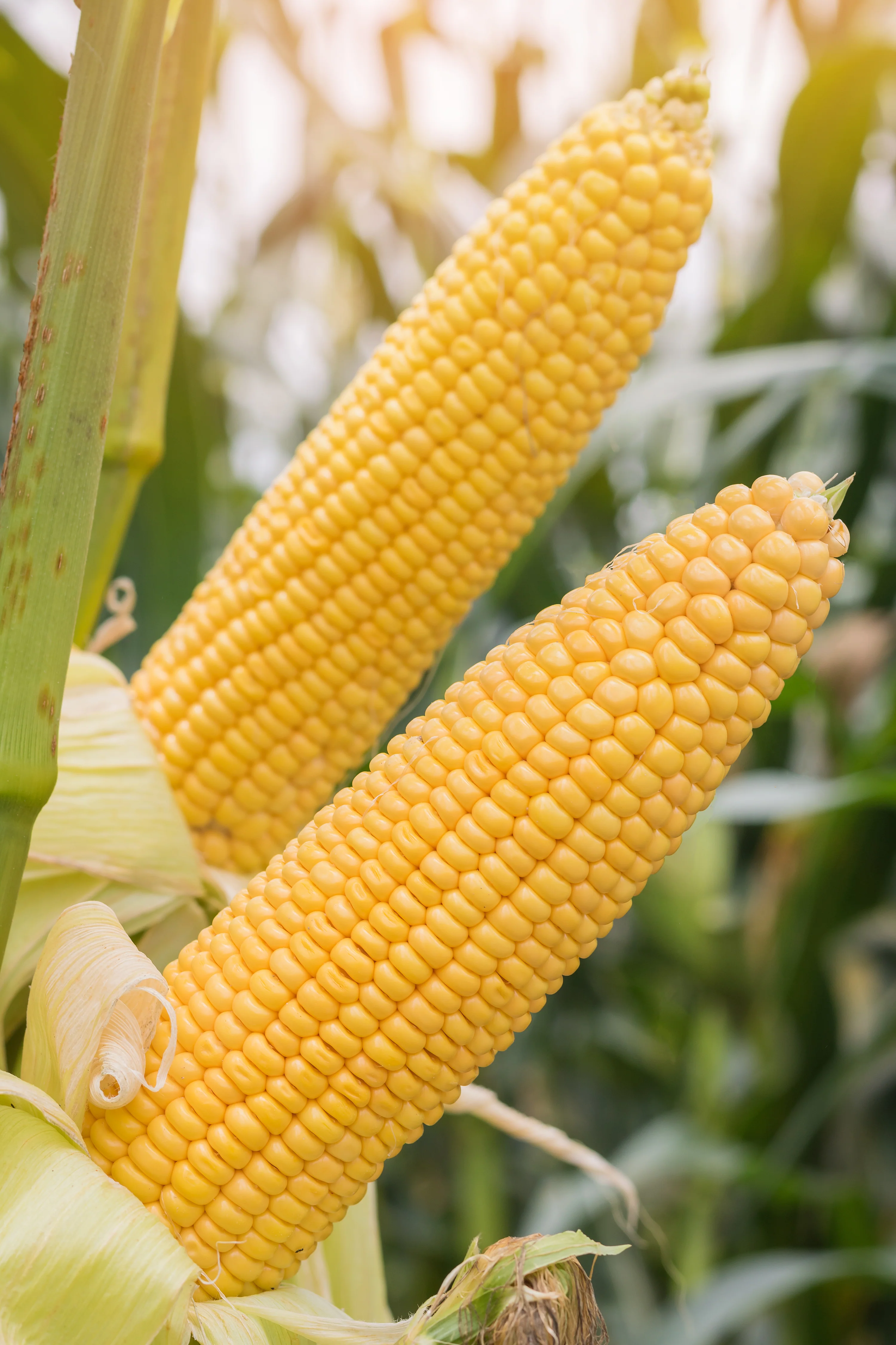 Equinox Sweet Corn Seeds