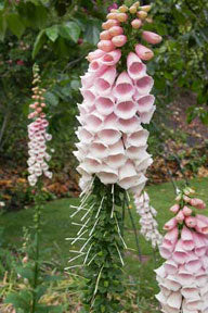 Faerie Queen Apricot Foxglove