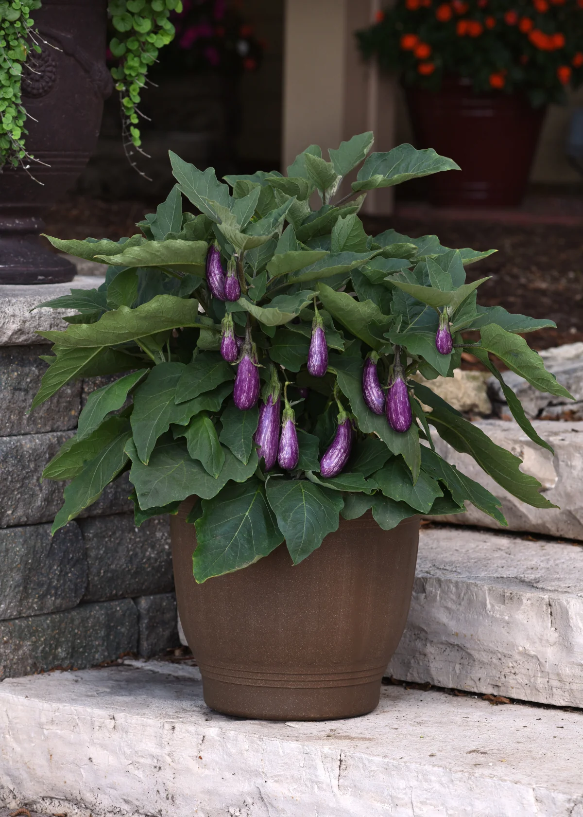 Fairy Tale Eggplant Seeds (Pkt) - Image 2